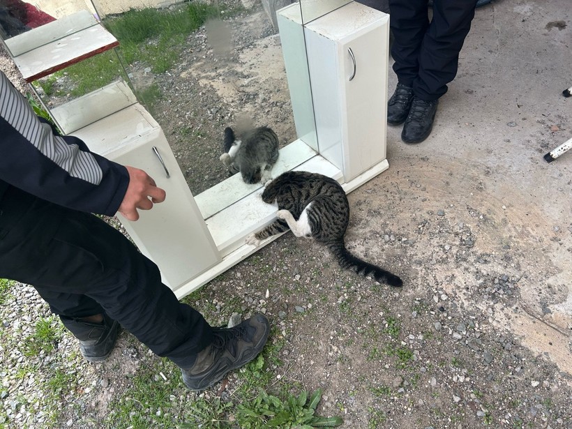 Kedi Dolapta