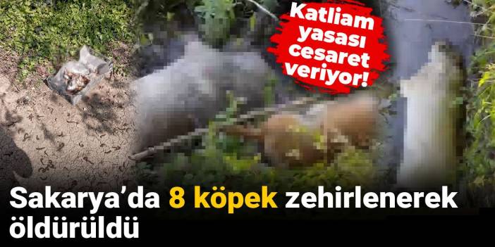 Köpek Zehirlenmesi