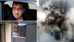 Ankara’da Vahşet: Sahiplenme Bahanesiyle Alıp Katlettiği Köpeklerin Sayısı Çok Daha Fazlaymış