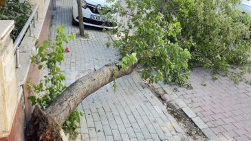 Avcılar’da Fırtına Alarmı: Ağaç Devrildi