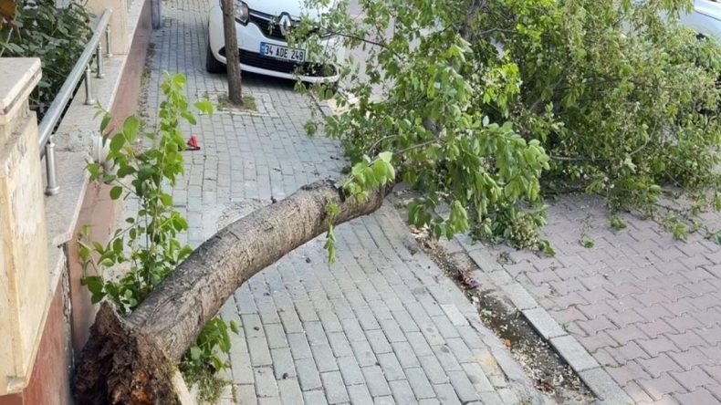 Avcılar’da Fırtına Alarmı: Ağaç Devrildi
