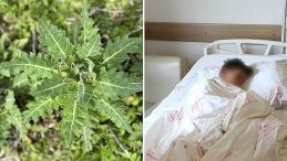 Bu bitkiye dikkat: Yiyen hastanelik oluyor