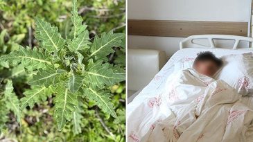 Bu bitkiye dikkat: Yiyen hastanelik oluyor