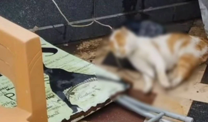 Kedi Vahşeti
