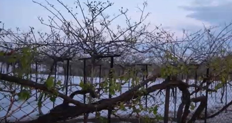 Dolu Yağışı Mersinli Üreticiyi Vurdu: Büyük Kayıp Yaşandı
