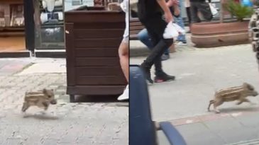 Dükkana giren domuz terör estirdi