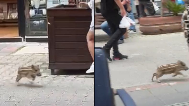Dükkana giren domuz terör estirdi