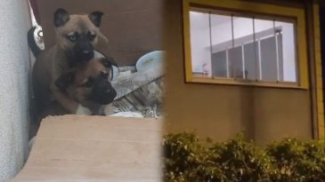 Evinde Sokak Hayvanlarını Katleden Doktor Tutuklandı