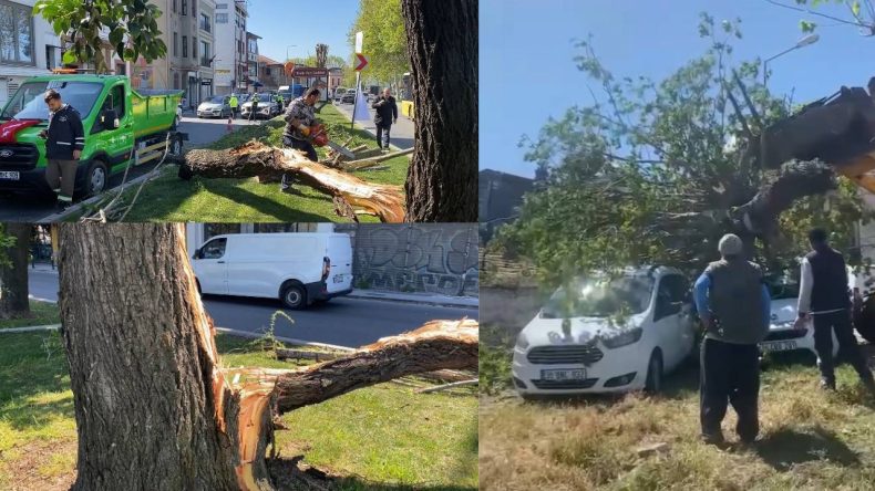 İstanbul’da Şiddetli Rüzgar Ağaçları Deviriyor