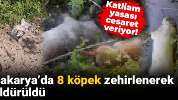 Katliam Yasası Cesaret Veriyor! Sakarya’da 8 Köpek Zehirlenerek Öldürüldü