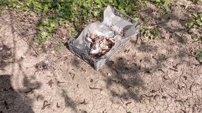 Köpeklere Hain Tuzak: 8’i Hayatını Kaybetti