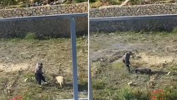 Koyuna Tekme Atan Kişi Tutuklandı
