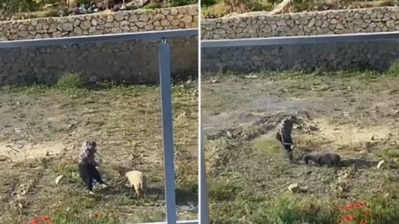Koyuna Tekme Atan Kişi Tutuklandı