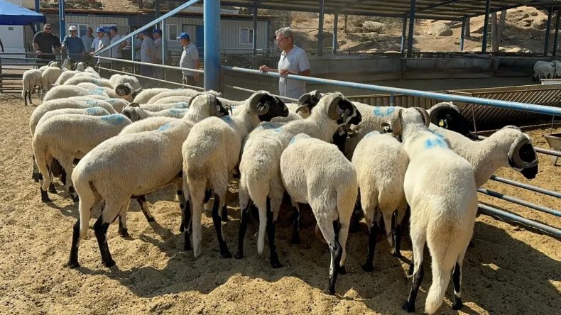 Kurban Bedeli Yurtiçinde 13 Bin 250, Yurtdışında 5 Bin 250 Lira Olarak Belirlendi