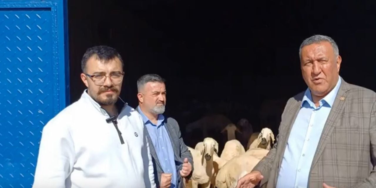 Kurbanlık Hayvan