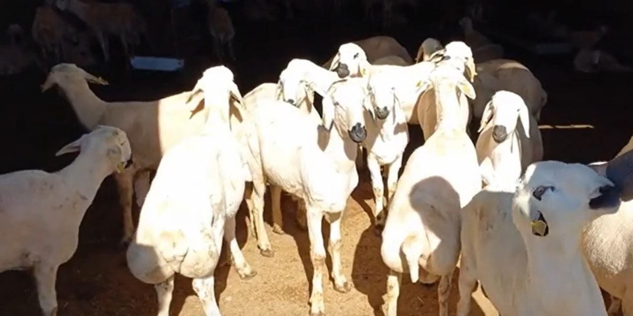 Kurbanlık İhtiyacı