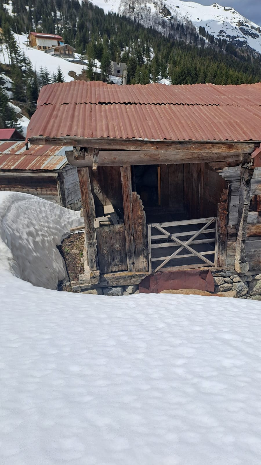 Ayılar Yiyecek İçin İndi