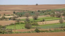 Trakya’da Böcek İstilası