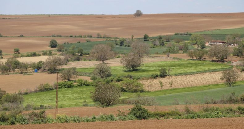 Trakya’da Böcek İstilası