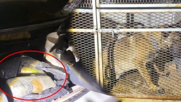 Uyuşturucu Tacirlerinden Pes Dedirten Yöntem: Köpeklerin Altına Sakladılar!