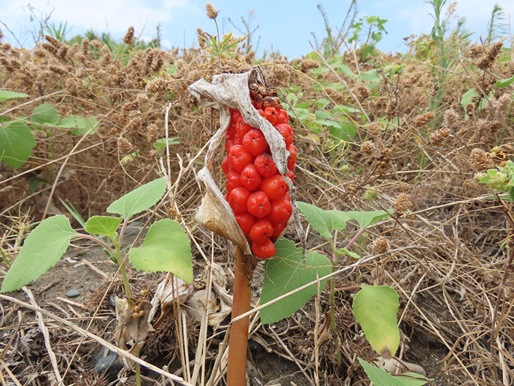 Milleyha Sulak Alanı