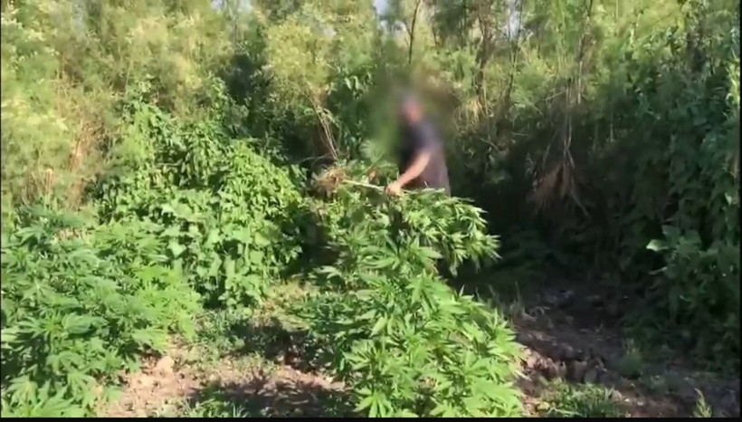 Kenevir Ekimi Alanı