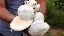 2 Bin Rakımda Yetişen Mantarlar: Toplamak İçin 7 Saat Yürüdüler