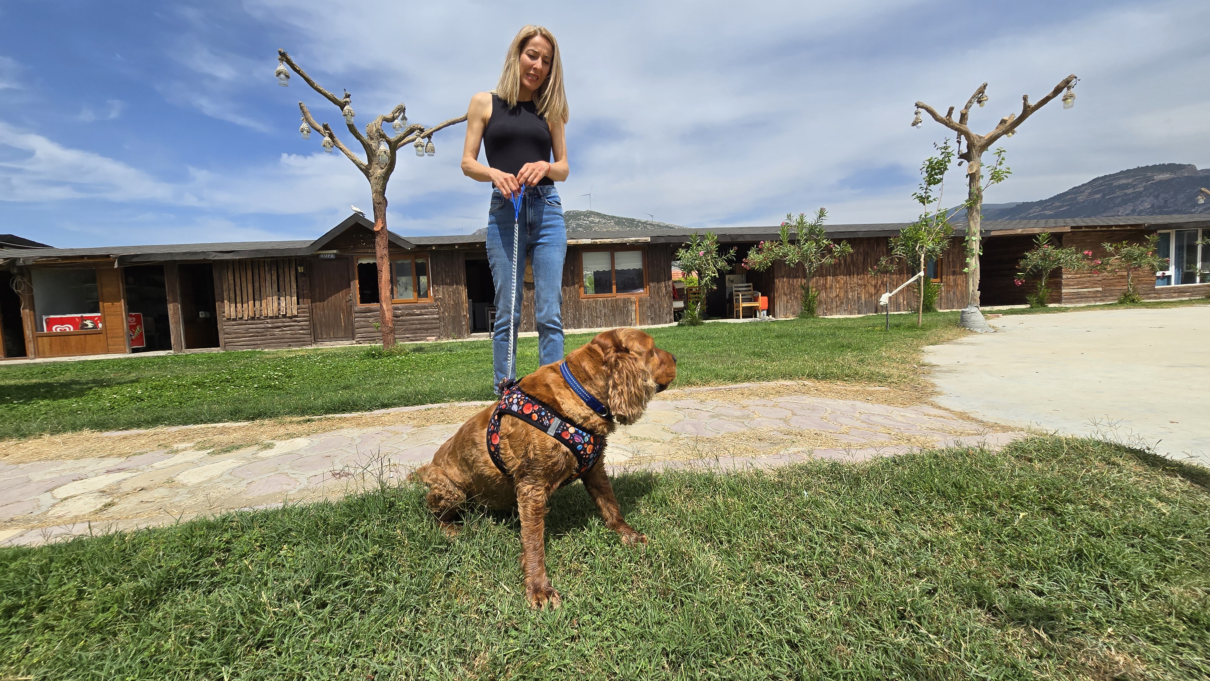 Kayıp köpek Çilek