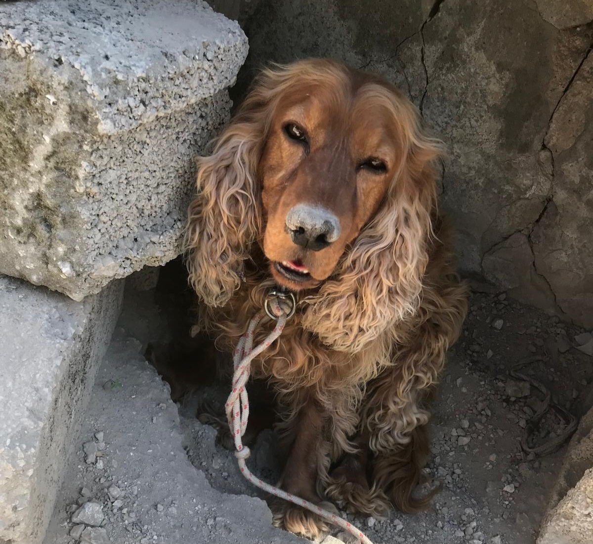 Köpek Çilek bulunduktan sonra