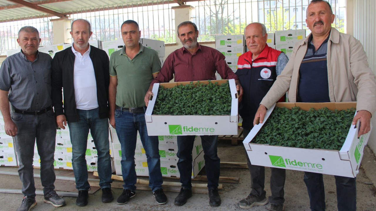 Kasa kasa alınan fideler