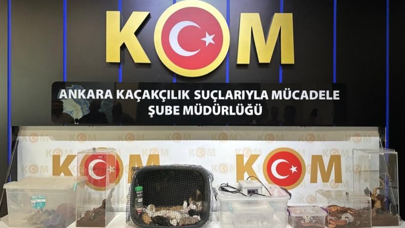 5 İlde Egzotik Hayvanlara Yasa Dışı Operasyon