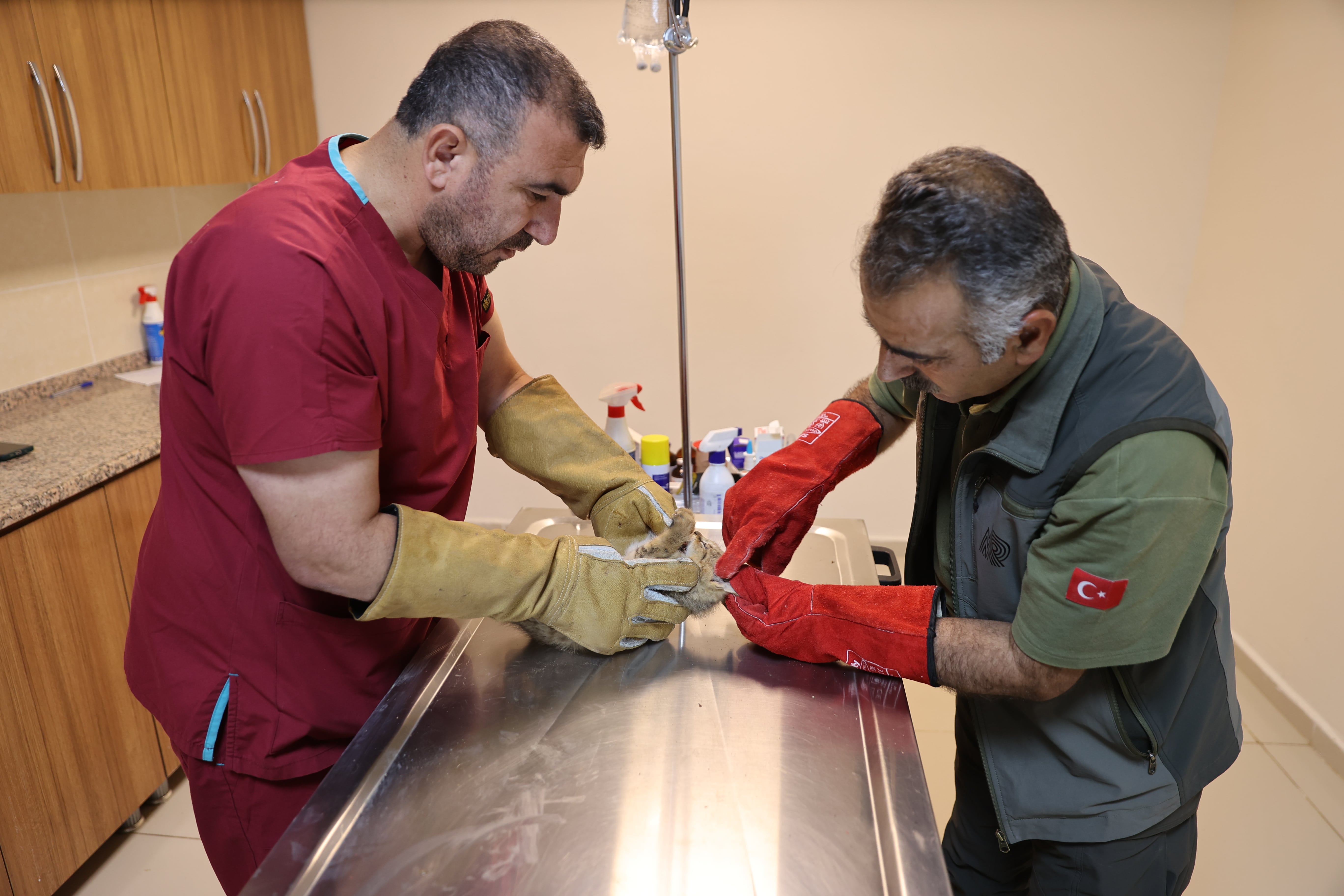 Saz kedisi yavrusu bakıma alınmış