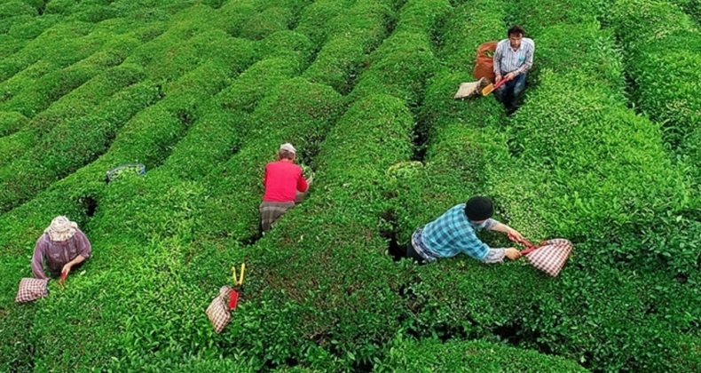 Açıklanan Çay Taban Fiyatı Rizelileri İkiye Bölüyor