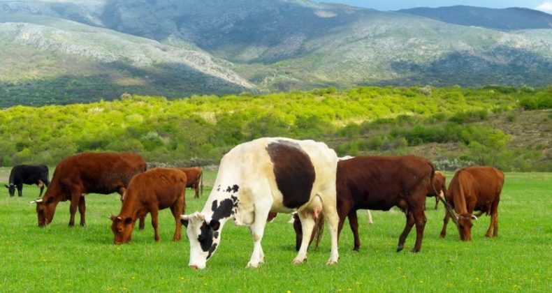 Alarm Veriyordu! Bakanlık Hareket Geçti, Hayvancılığa 3,6 Milyarlık Destek