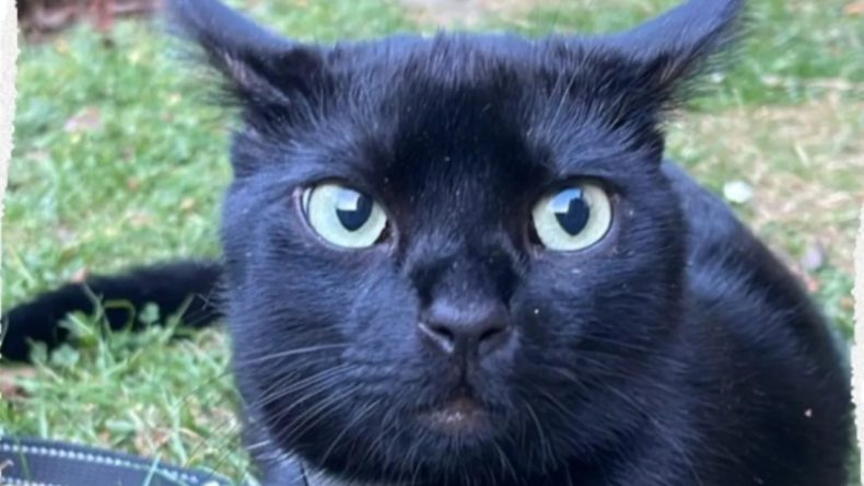 Almanya’da Kayıp Kedi Nero İçin Büyük Mücadele