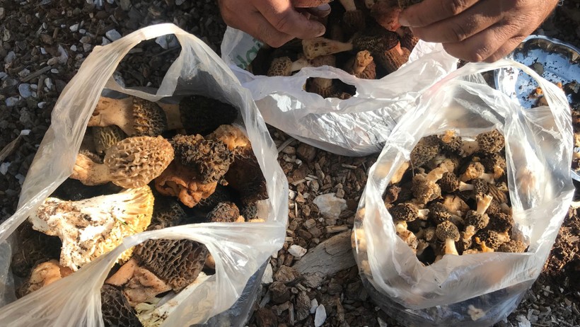 Kuzugöbeği Mantarları Toplama