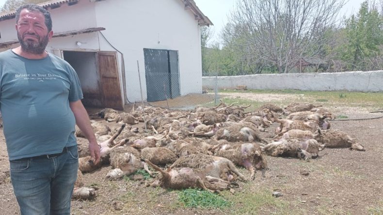 Ankara’da Çiftliğe Giren Kurtlar Dehşet Saçtı