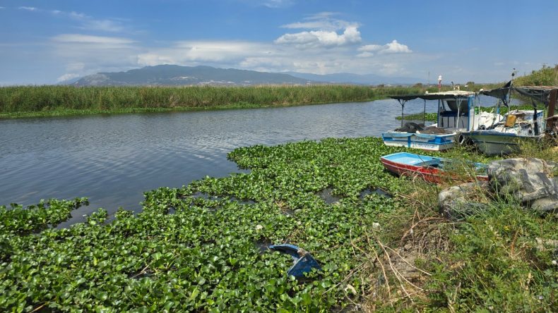 Asi Nehri’ni Saran Sümbüller Balıkları ‘Boğdu’
