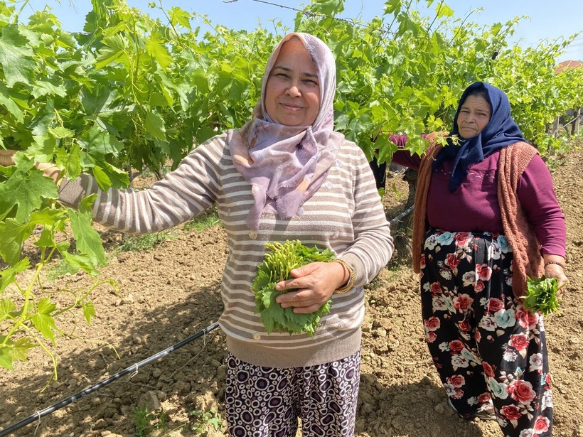 Asma Yaprağı