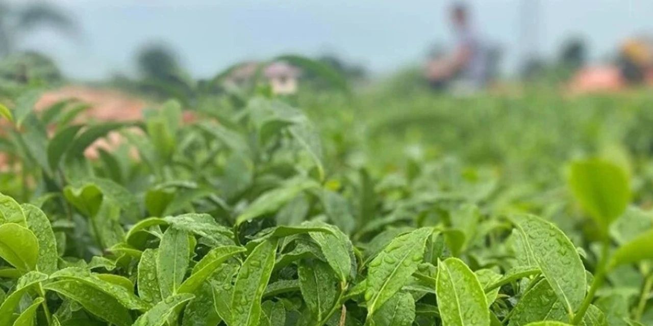 Çay üreticileri