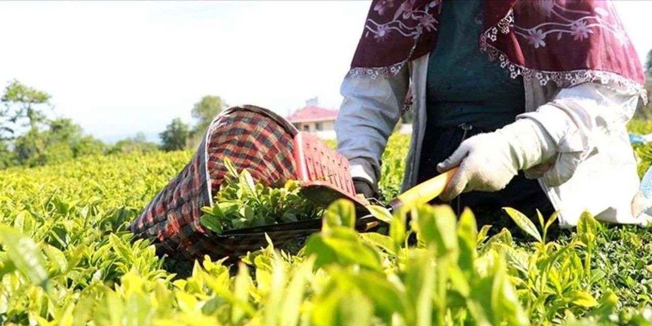 Çay üreticisi 2