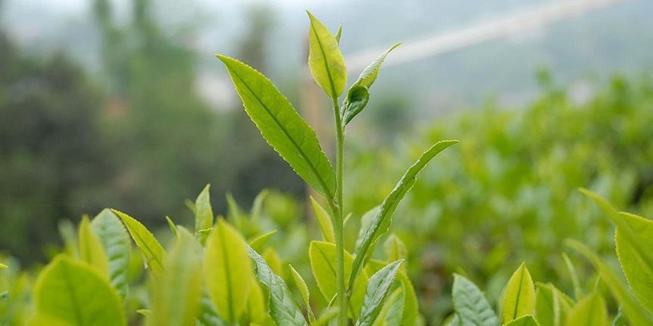 Çay üreticisi