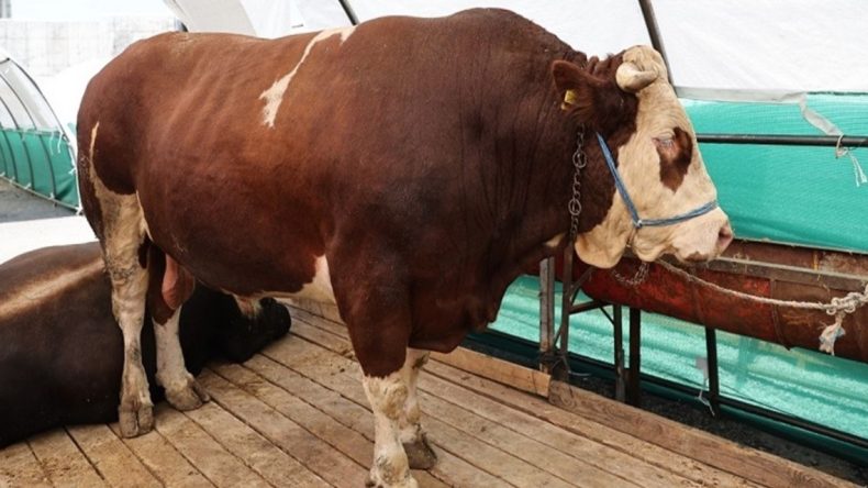 Bağcılar Kurban Pazarında 1 Ton 150 Kilo Ağırlığında ‘Şampiyon’ Tosun