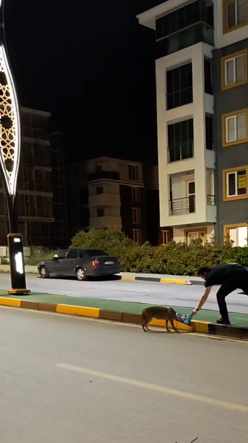 Çakalın Kurtarılması