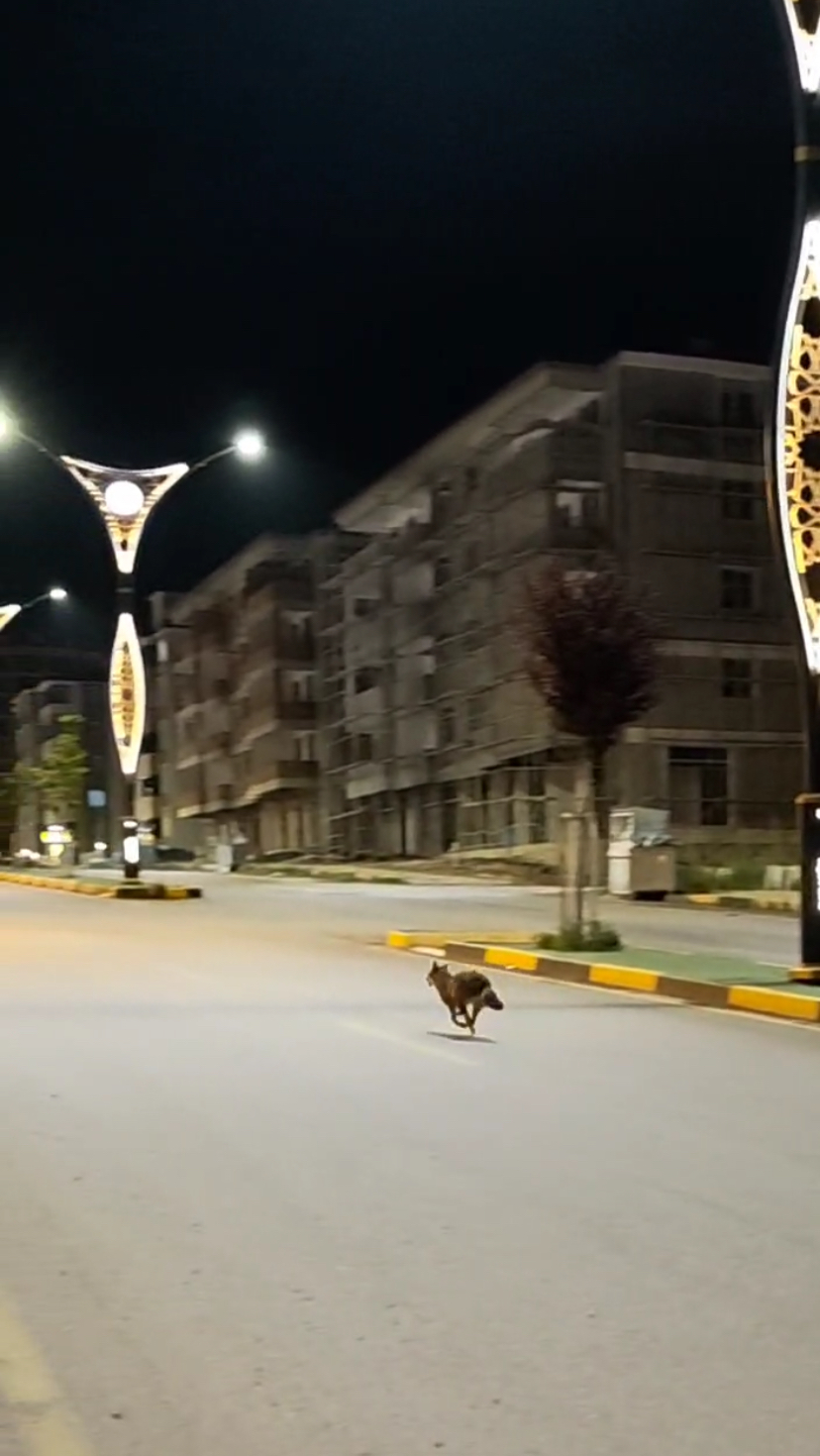 Çakal Kaçıyor