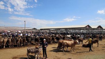 Bayram Kurban Pazarında Satışlar Durgun: Emekli Sadece Horoz Kesebiliyor