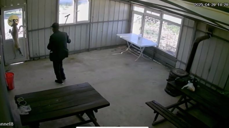 Beş Aylık Köpeğe İşkence Yaptı, Serbest Bırakıldı