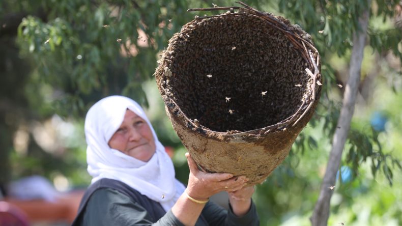 Binlerce Arıyı Diliyle Kontrol Ediyor: Her Dediğini Yapıyorlar