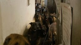 Bir dairede 48 köpek bulundu! Hiç dışarı çıkarılmamışlar