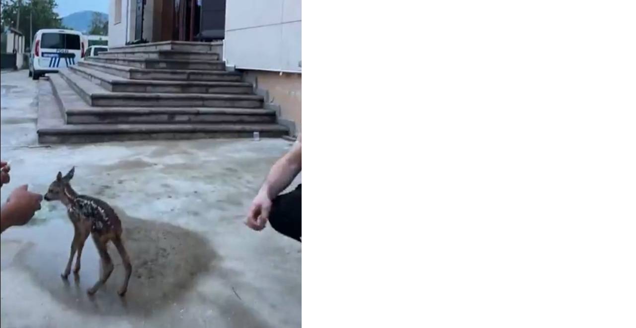 Yavru Karaca Doğal Yaşam Alanına Götürülüyor